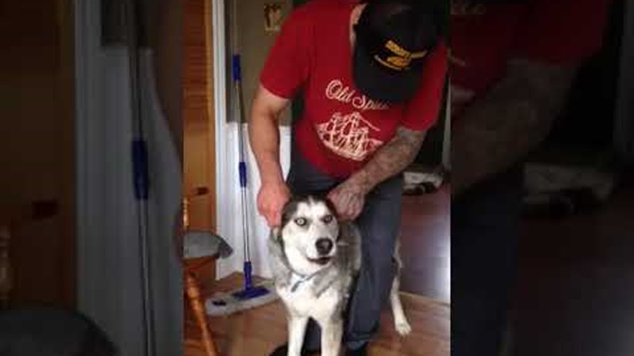 Revving My Husky || ViralHog