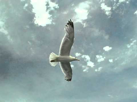 Il est libre MAX - Hervé Cristiani