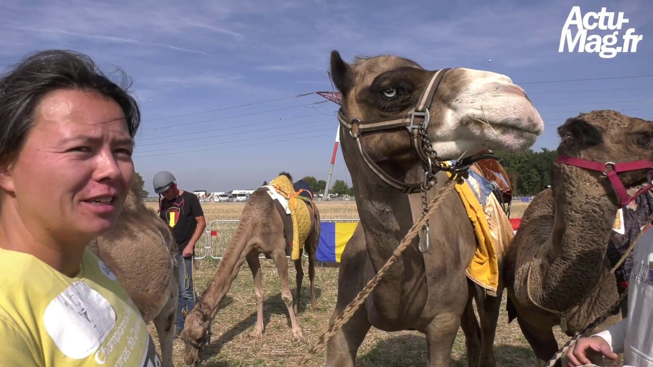 Essonne : Dromadaires, Lamas et Alpagas à Janvry pour le 1er Salon International des Camélidés
