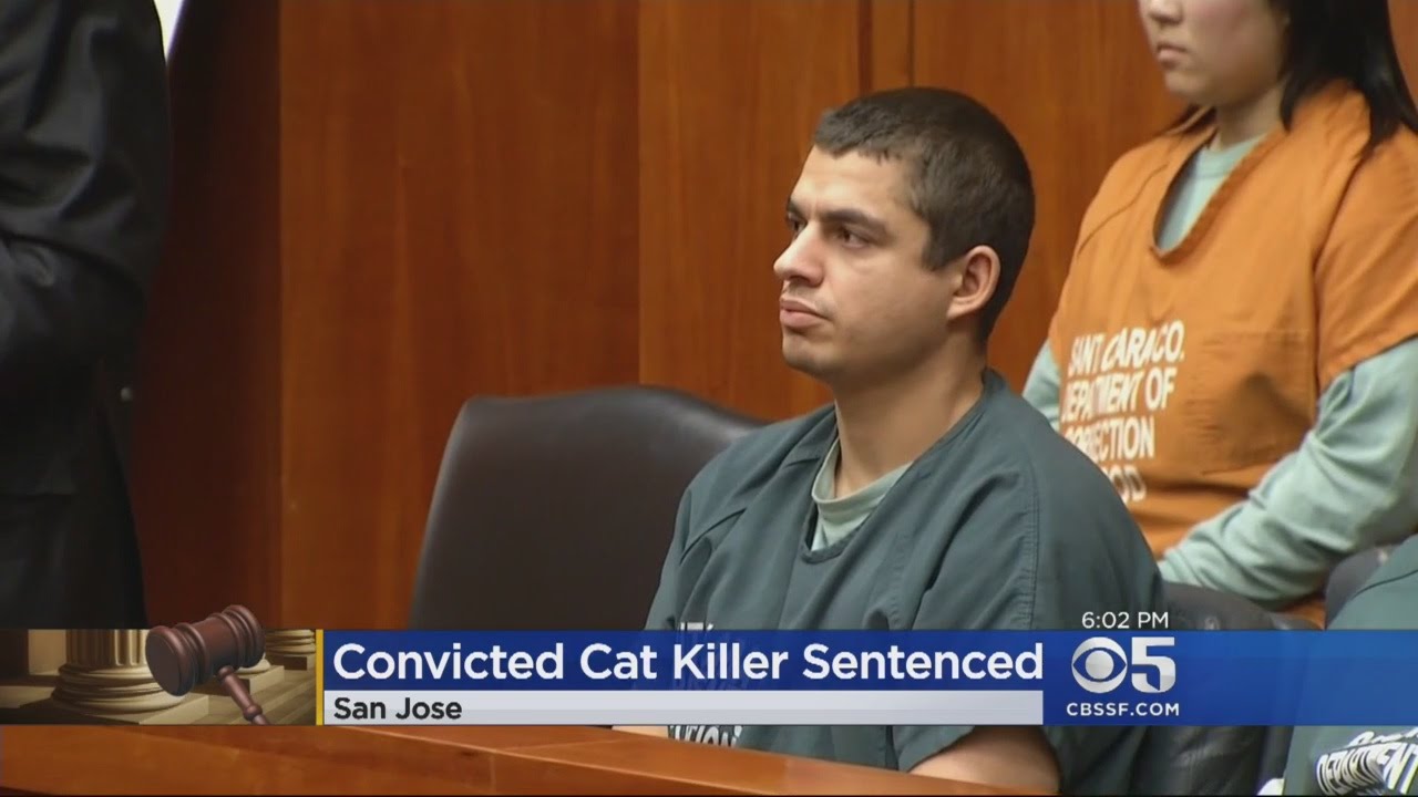 San Jose Cat Killer Sentenced To 16 Years Prison