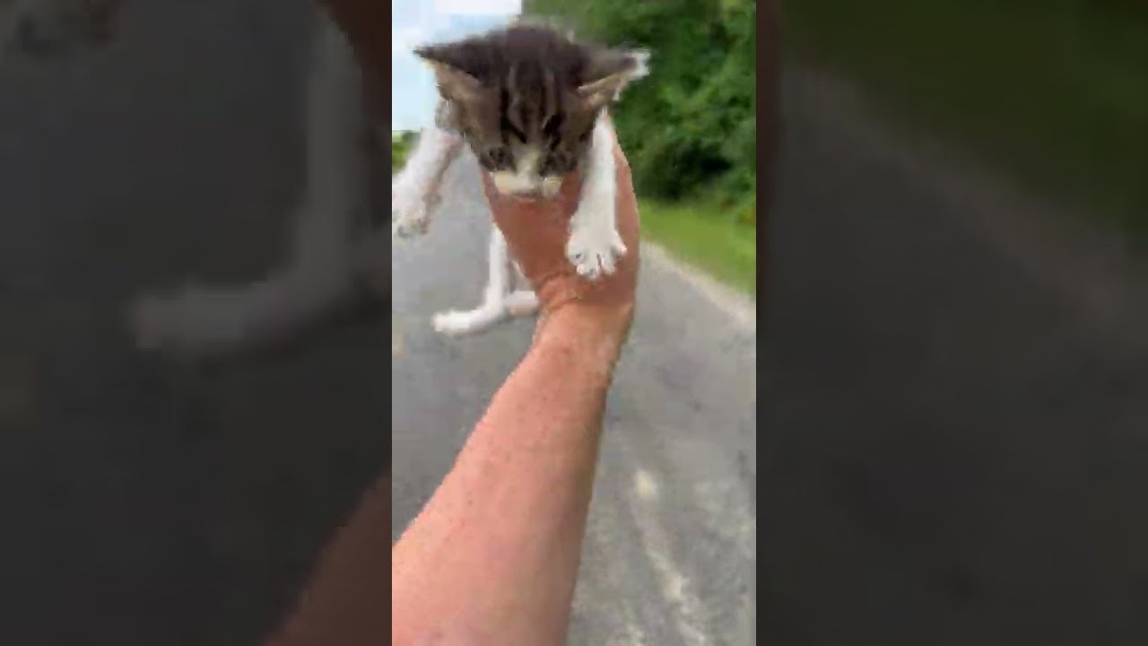 Guy Saving a Kitten Gets Ambushed by a Group of Them || ViralHog