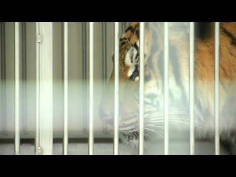 Comment un tigre a pu s'échapper dans Paris avant d'être abattu