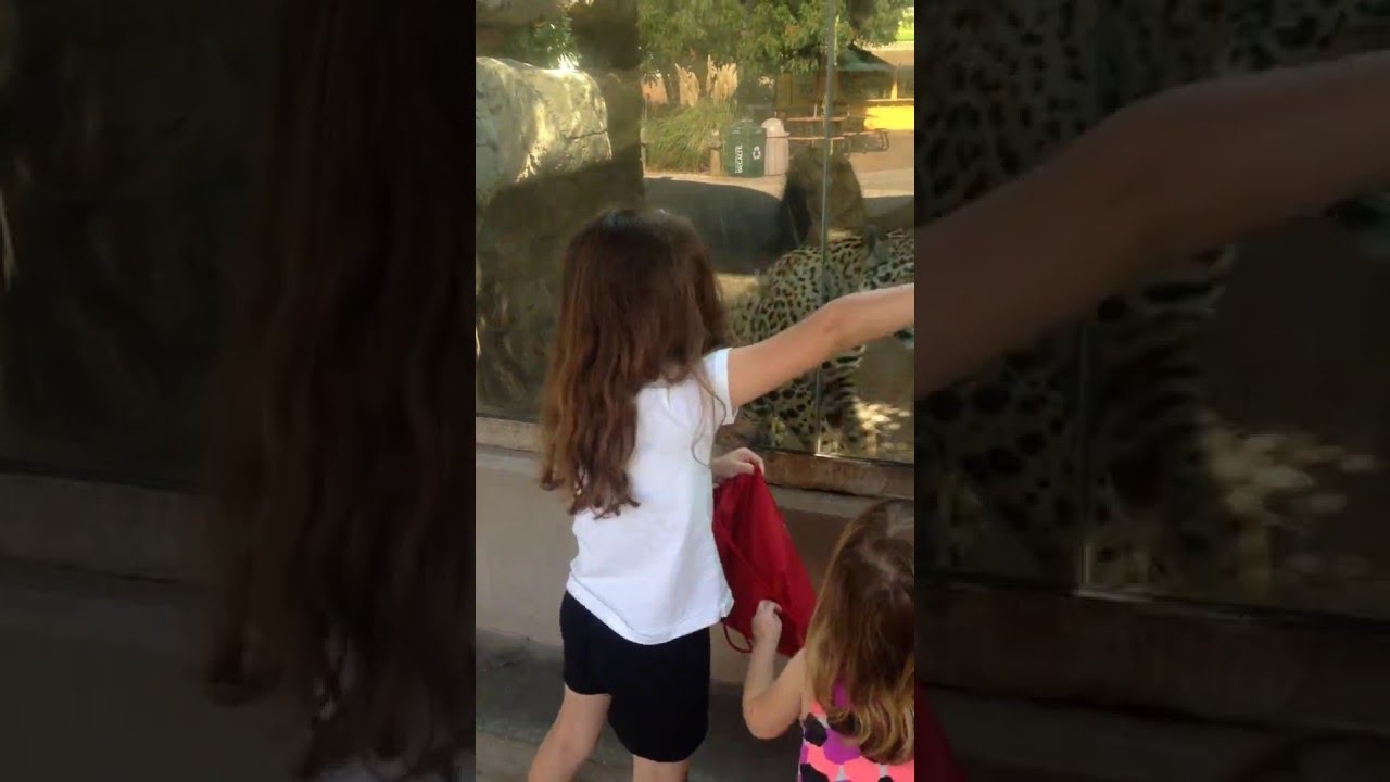 Jaguar Plays With Kids || ViralHog