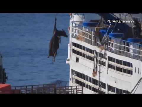 Voici l'industrie du cuir : des voyages éprouvants à travers les océans et autour du monde