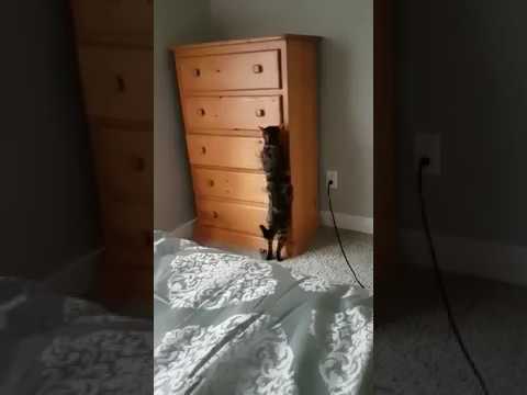 Loki plays hide and seek