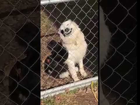 Beware of Dog at the Gate  -  981938