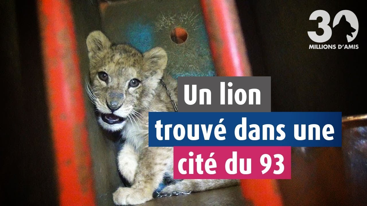 Un lionceau détenu dans une cité du 93 sauvé par 30 Millions d'Amis