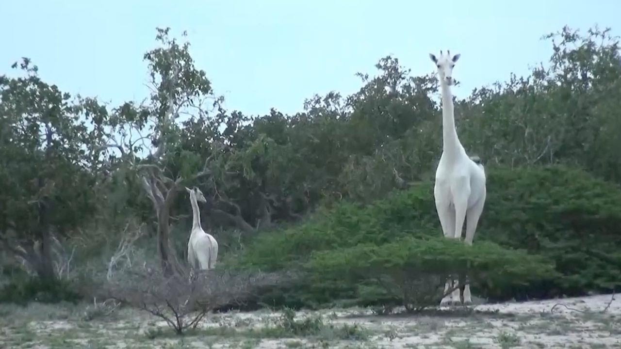 Rare White Giraffe Discovered