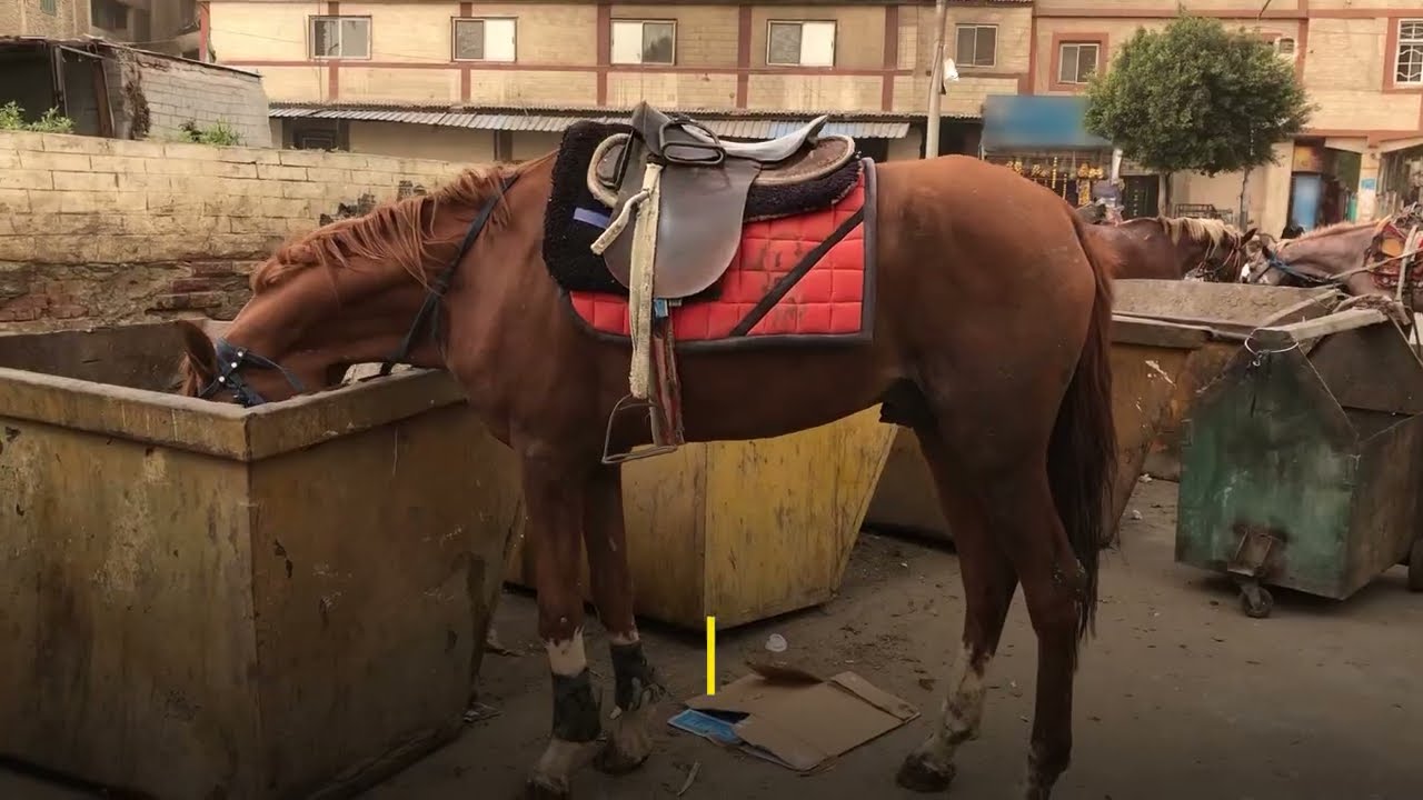 Des chevaux blessés et épuisés se nourrissent d’ordures pour survivre en Égypte