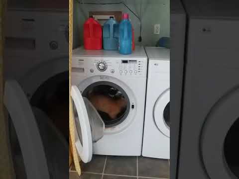 Cat Runs Inside Washing Machine - 1026150