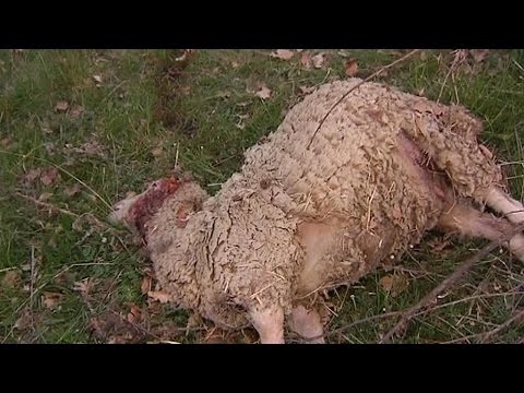 Alpes-Maritimes: la moitié d'un troupeau de brebis décimé par des loups