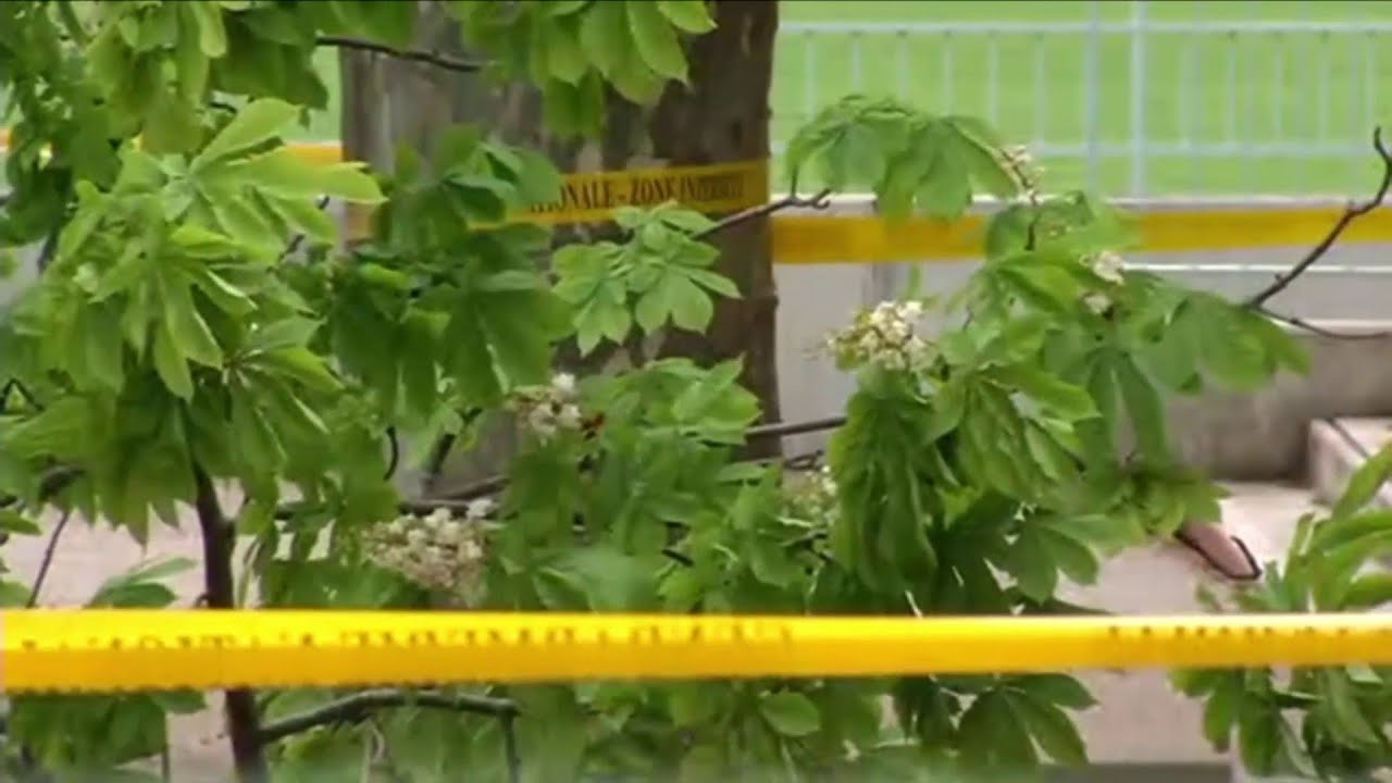 Chute d'un arbre dans la cour d'une école : que s'est-il passé ?