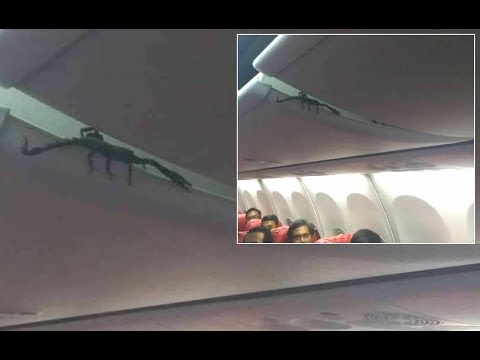 Passengers Find Live SCORPION On Plane