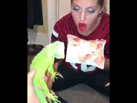 Love Iguana