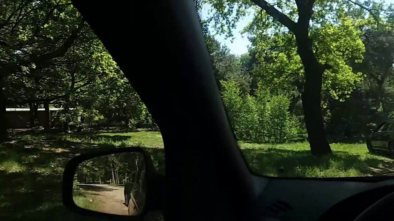 Aanval jachtluipaarden Beekse Bergen het hele verhaal