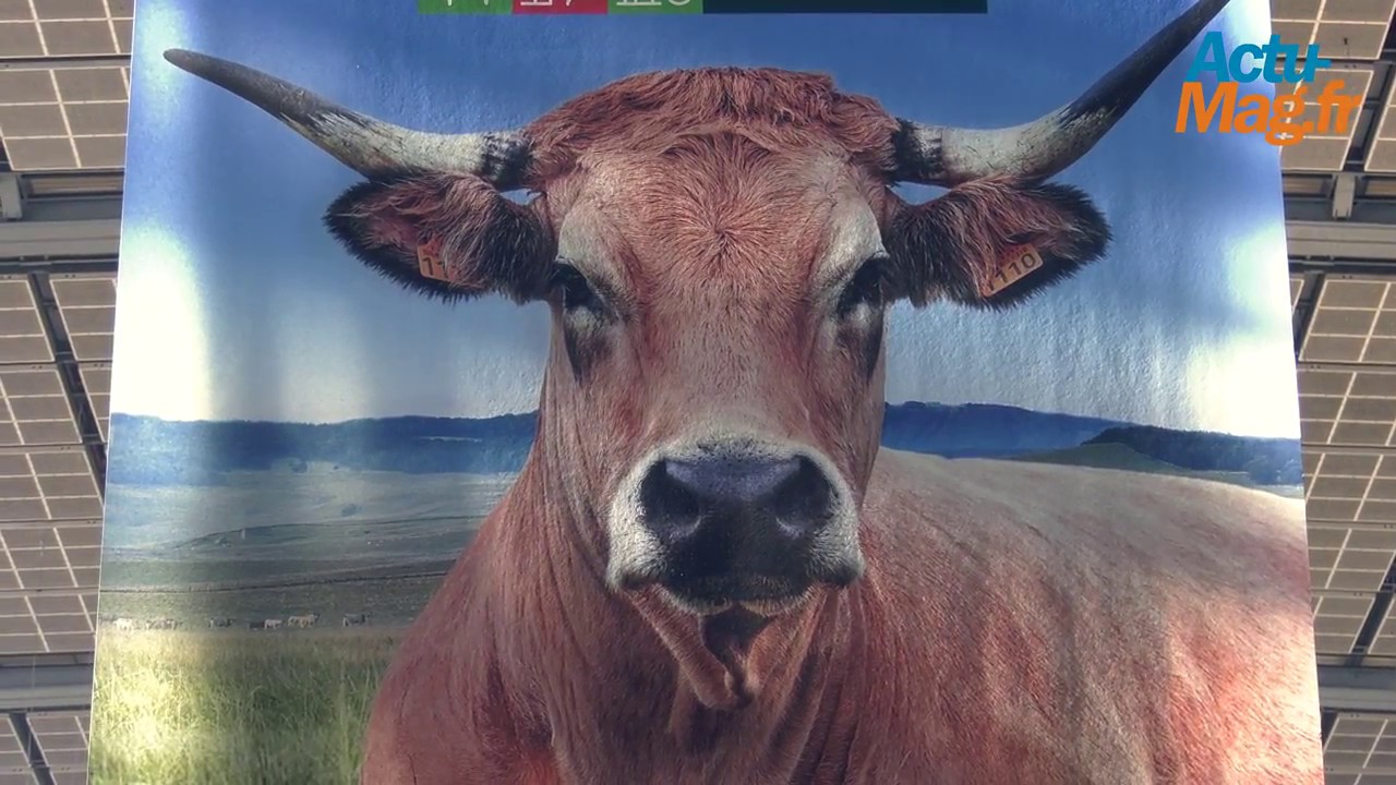 Salon de l'agriculture : Rencontre avec Haute, la vache égérie de l'édition 2018