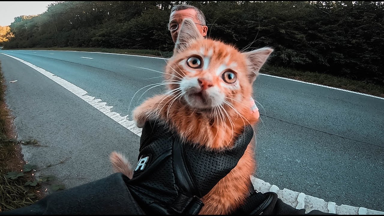 JE SAUVE UN CHATON SUR L'AUTOROUTE | MOTO