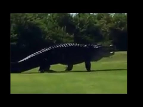 Giant gator named "Chubbs" at it again