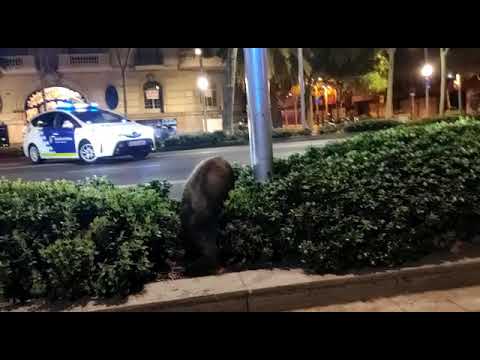 Un jabalí en la avenida Diagonal de Barcelona