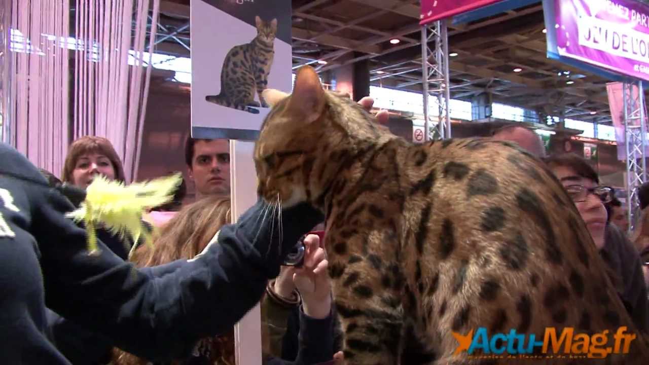 Reportage au Salon de L'Agriculture 2012 By Actu-Mag.fr
