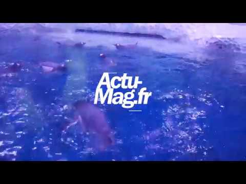 A la découverte de l'Aquarium Sea Life Paris Val d'Europe