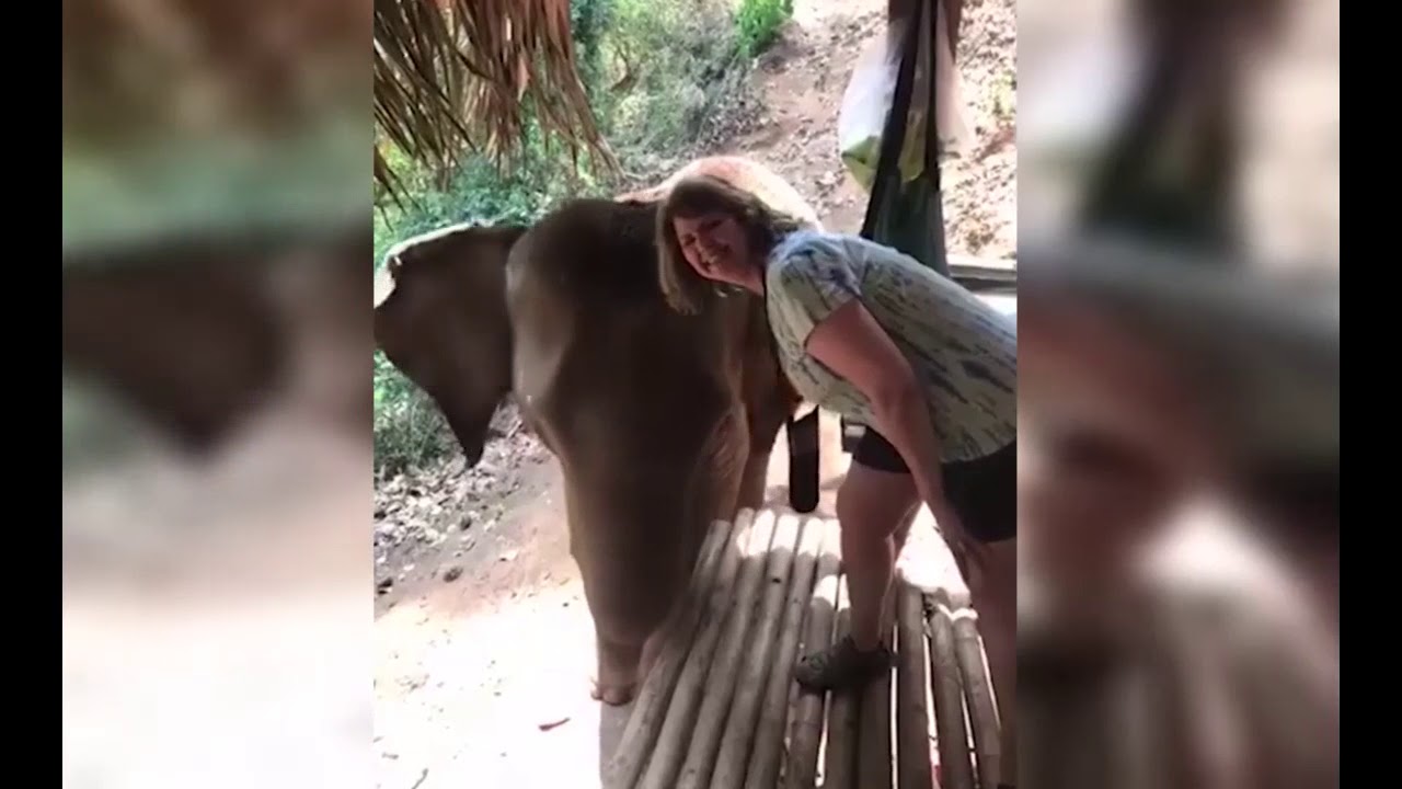 Un éléphant envoie une femme dans les airs