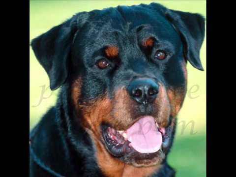 Baltique - Renaud (en images)