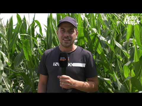 Reportage : On a testé le Labyrinthe de Maïs Géant à la ferme de Romainville (Yvelines)