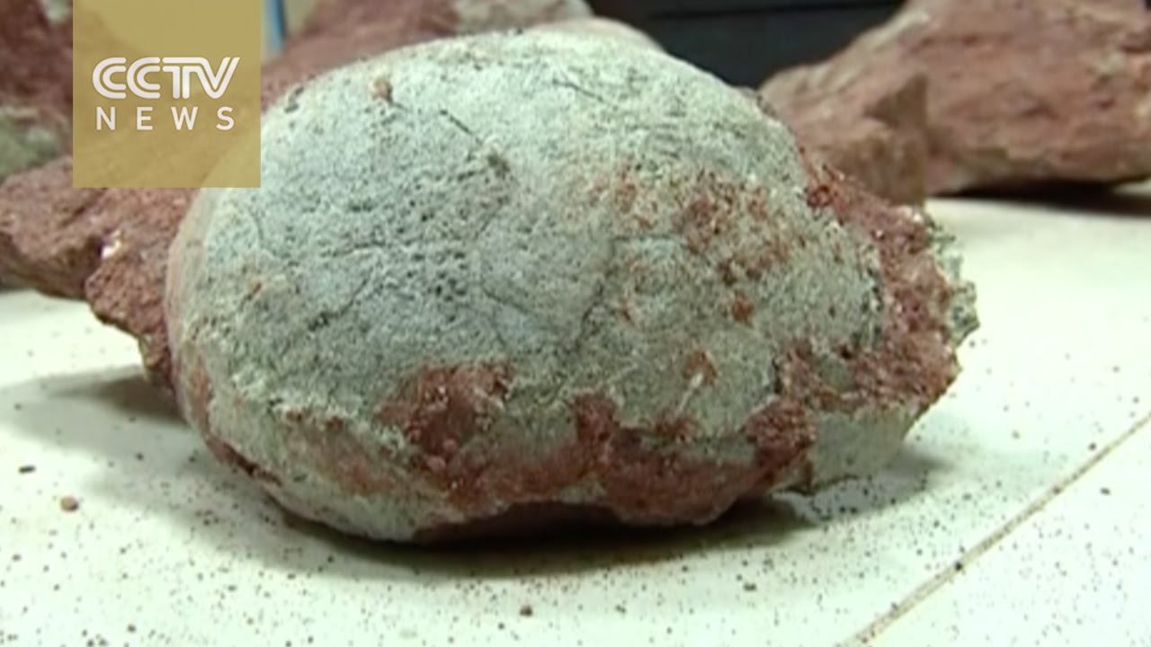 Gigantic dinosaur eggs excavated in southern China