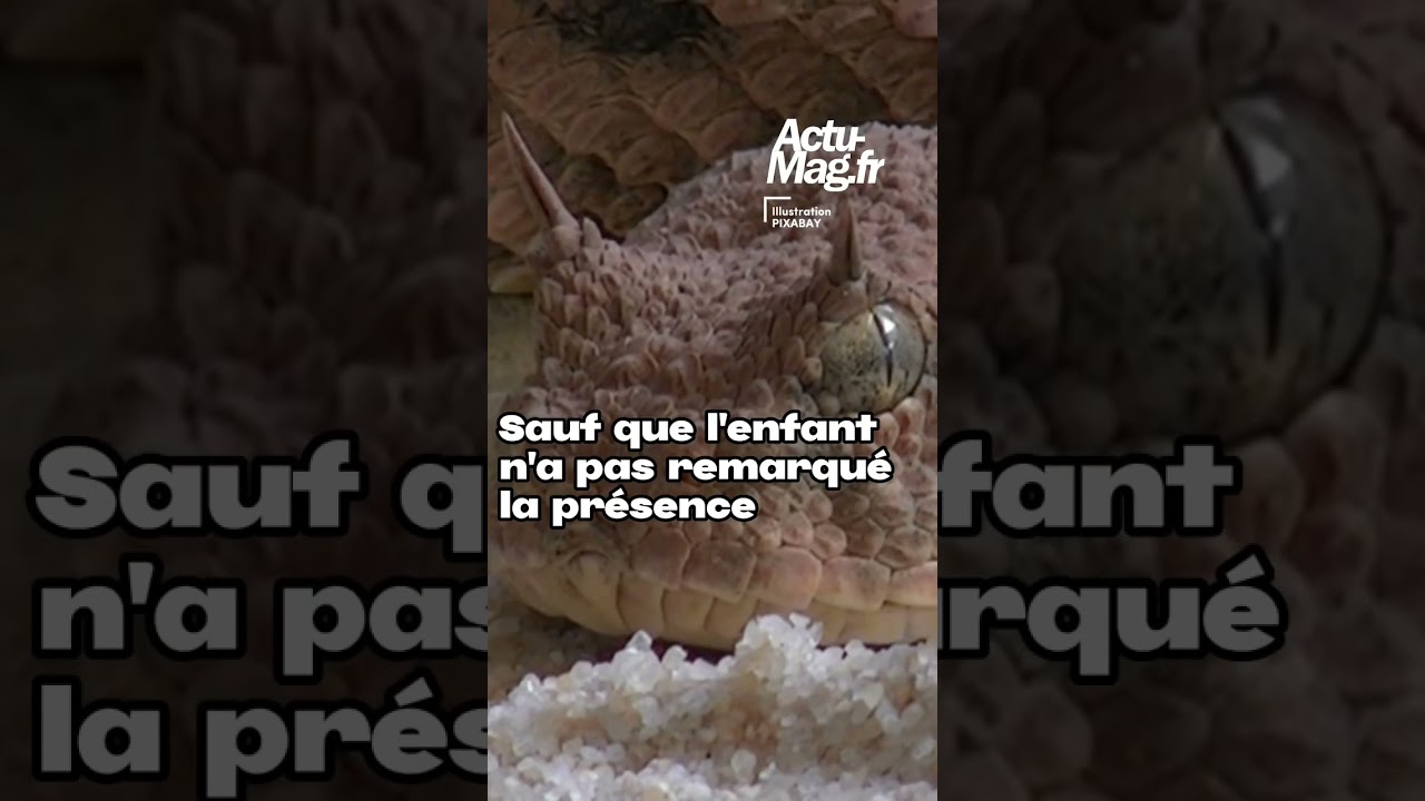 Un enfant de six ans mordu par le serpent le plus venimeux d’Europe en Croatie