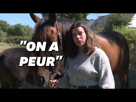 Chevaux mutilés: Comment les éleveurs s'organisent face à la psychose? Témoignage d'Éloïse, pr