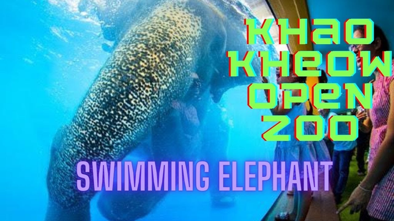 Swimming Elephant | Khao Kaew Open Zoo