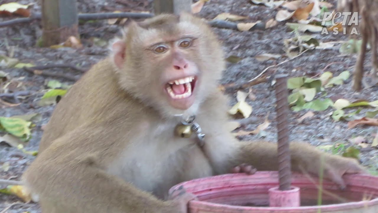 Enquête : le travail des singes est dissimulé dans l’industrie thaïlandaise de la noix de coco