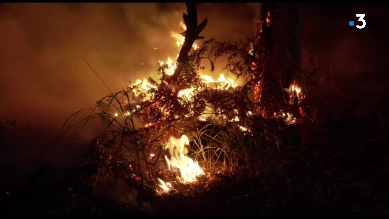 Essonne : 80 hectares détruits lors d'un incendie dans la forêt de Sénart