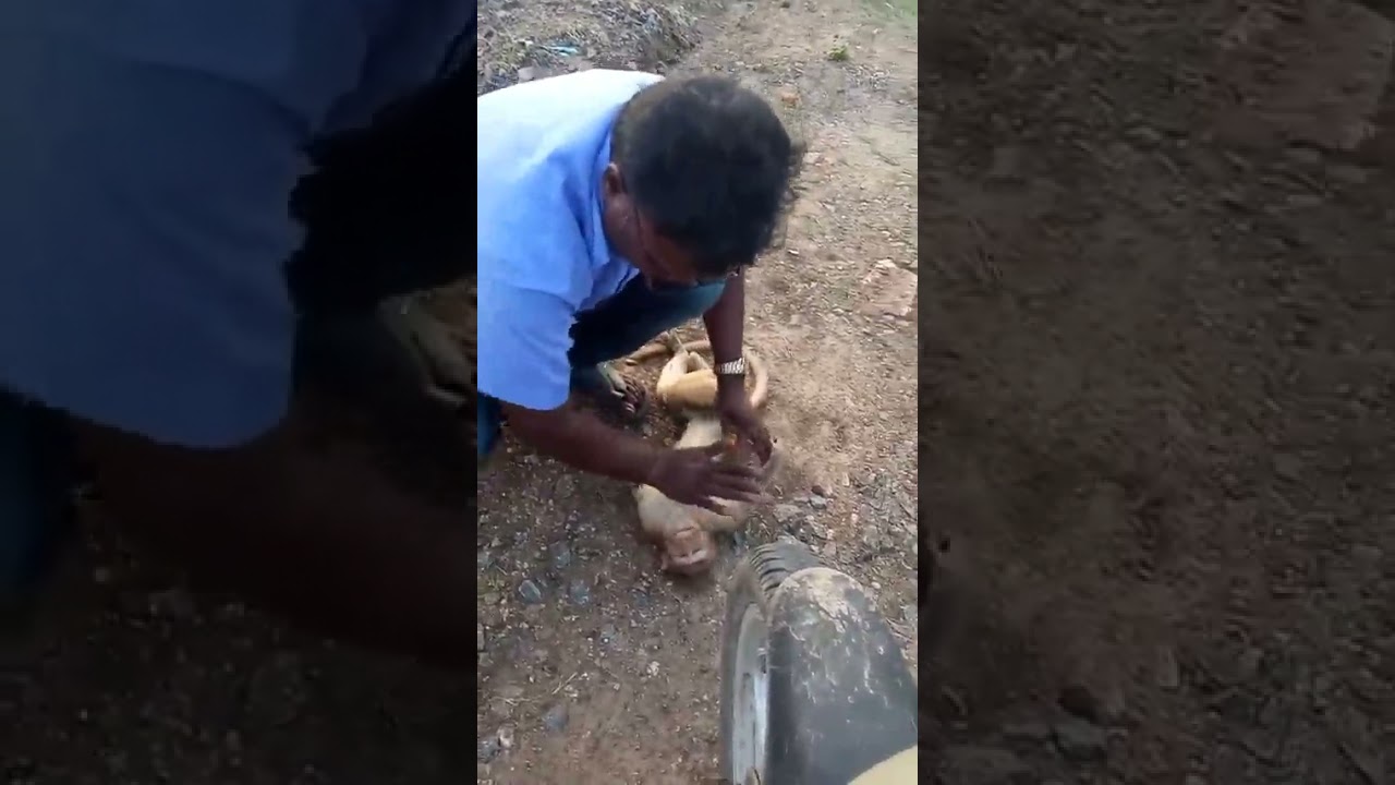 Un chauffeur de taxi sauve la vie d'un singe (Inde)