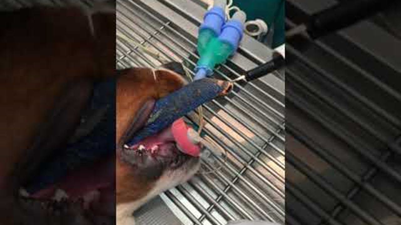 Veterinarian Pulls Leash Out of Dog's Throat || ViralHog