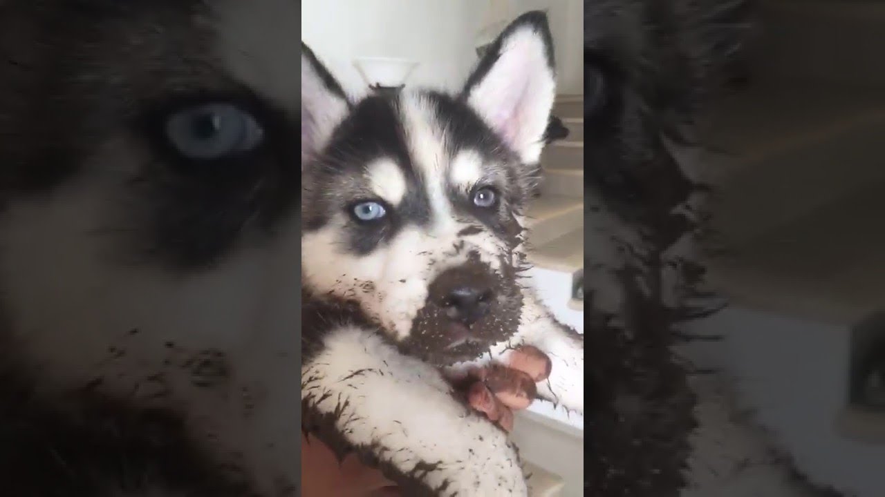 Muddy Husky Mischief || ViralHog