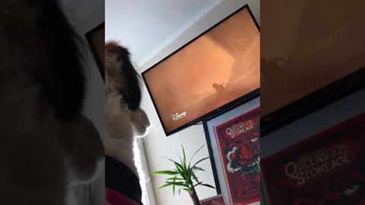 Dog Cries over Cartoon || ViralHog