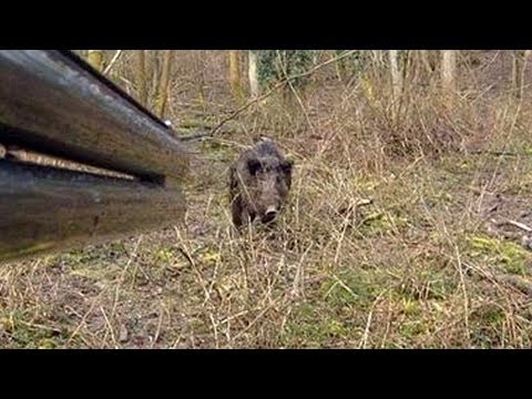 Un sanglier attaque un chasseur !!
