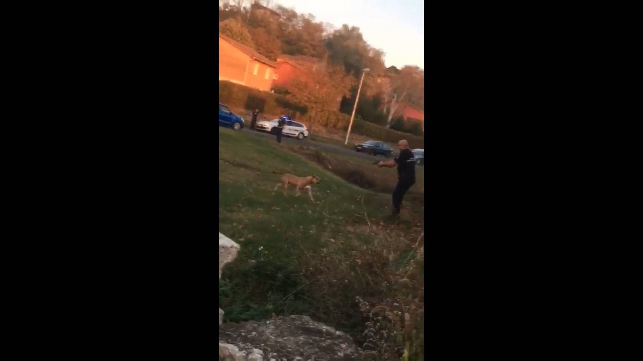Un chien perdu abattu par un policier à L'Isle-d'Abeau en Isère