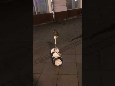 СОВА КАТАЕТСЯ НА СИГВЕЕ/ГИРОСКУТЕРЕ. AN OWL RIDING A SEGWAY.