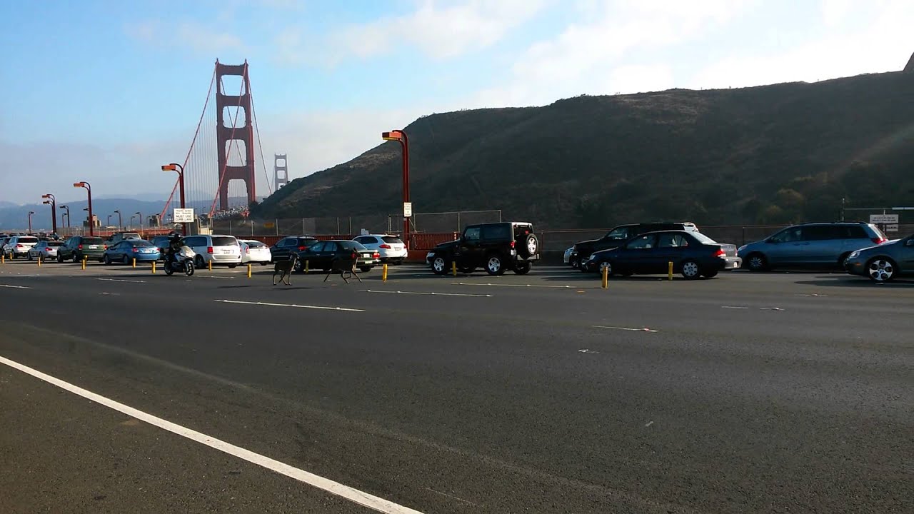 Deer's crossing golden gate bridge