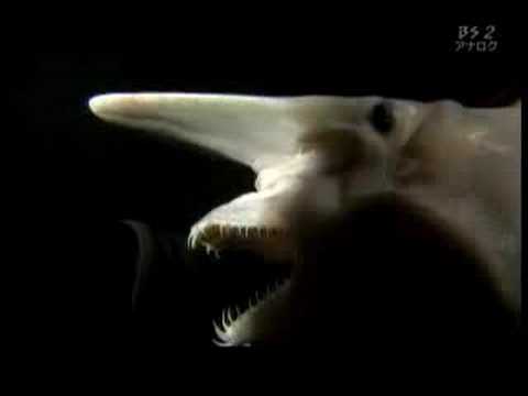 Requin lutin