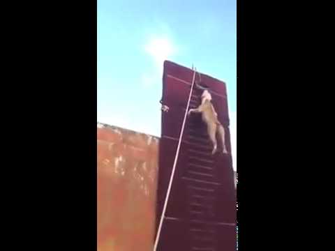 Pitbull escalando parede