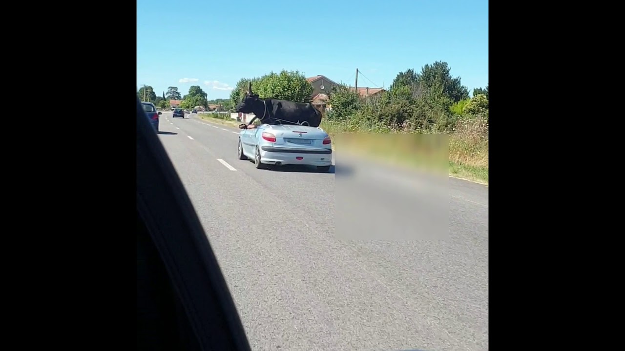 Taureau dans une voiture décapotable