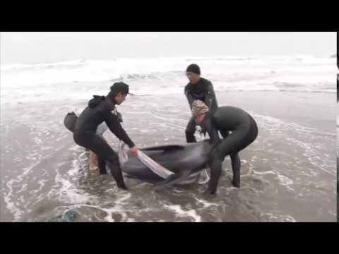 Près de 150 dauphins s'échouent sur une plage au Japon