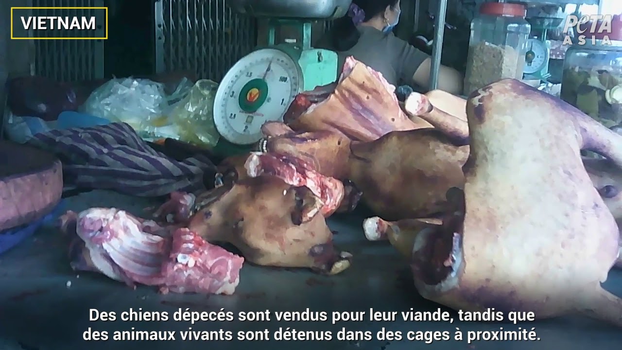 AYMERIC CARON NARRE UNE NOUVELLE VIDÉO CHOC SUR LES « MARCHÉS HUMIDES » SALES ET SANGLANTS