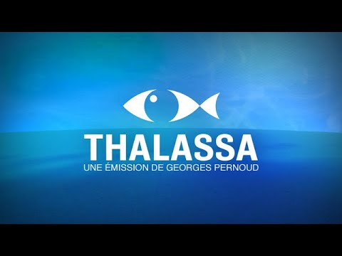 Évolution des génériques de Thalassa