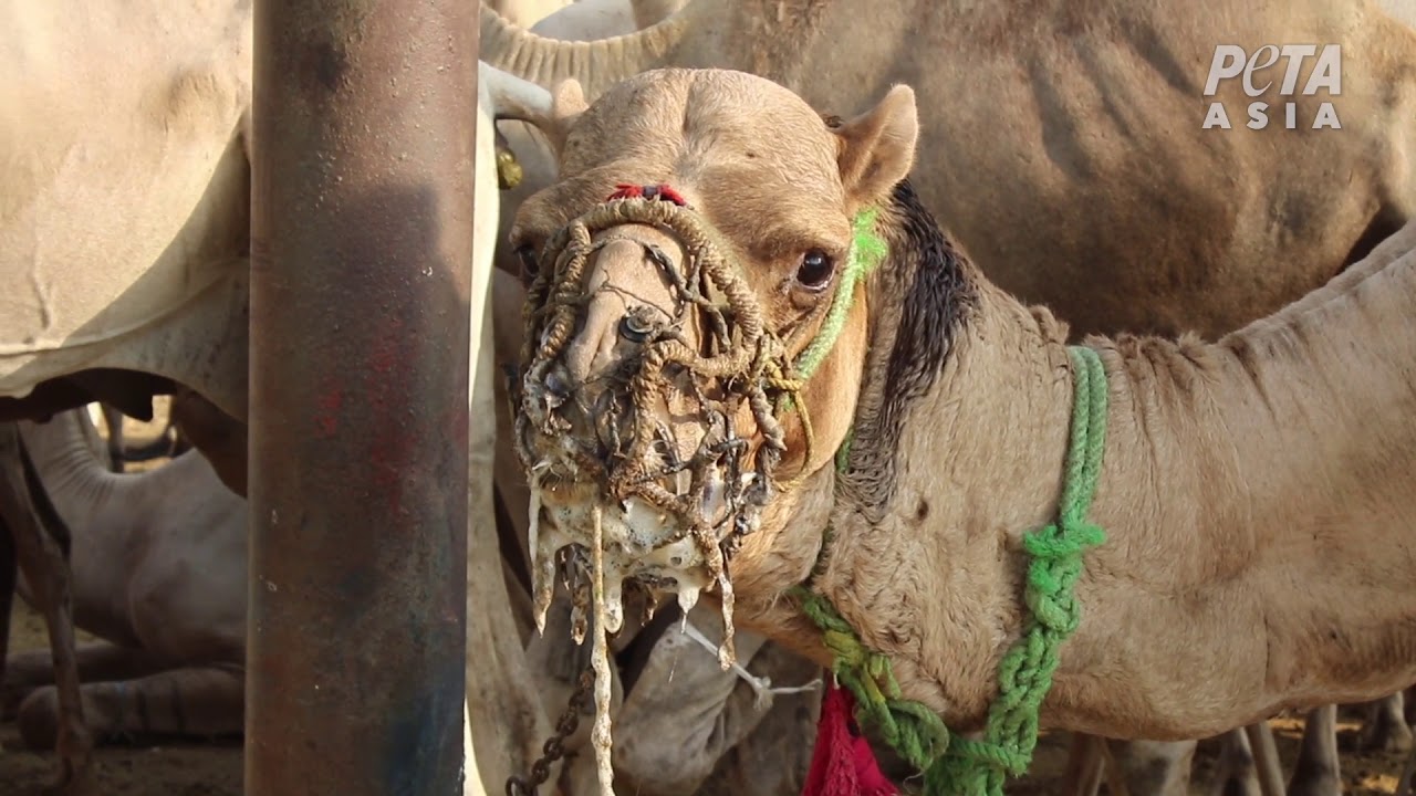 Egypte : des animaux maltraités pour le tourisme