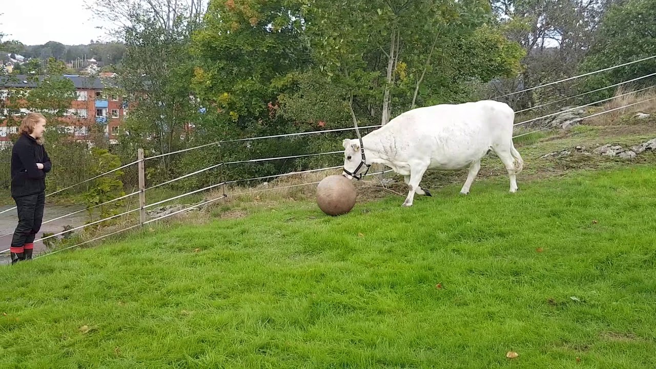 Cow plays fetch - 1005400